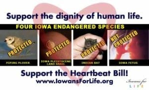 Iowa fetus