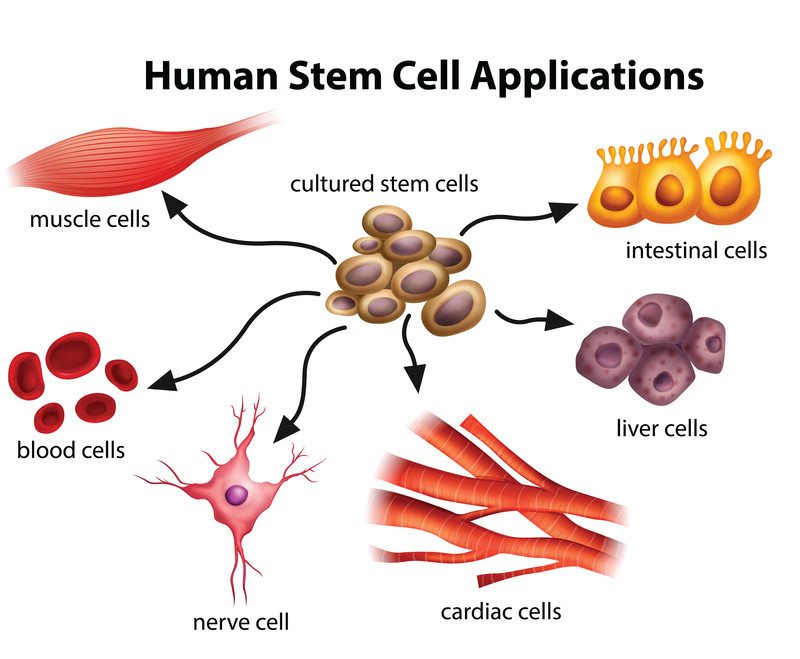 adult stem cell legislation