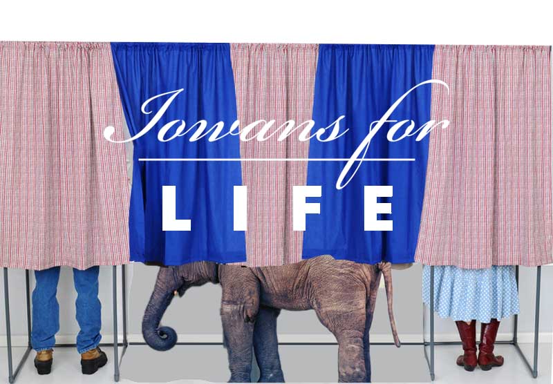 elephant in the voting booth