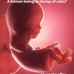 In-vitro image of a human fetus in the womb prior to birth - approx 12 weeks. after conception